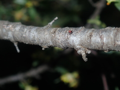 Pimelea microcephala