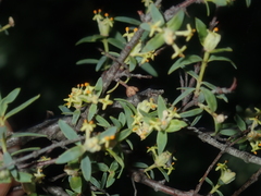 Pimelea microcephala