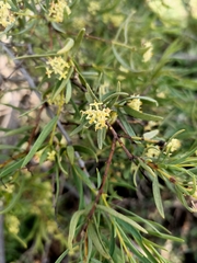 Pimelea microcephala