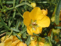 Senna glutinosa