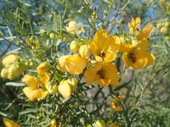 Senna glutinosa