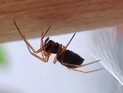 Neottiura bimaculata