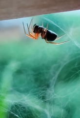 Neottiura bimaculata