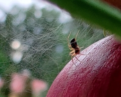 Neottiura bimaculata