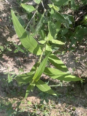 Persicaria hirsuta
