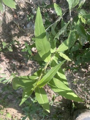 Persicaria hirsuta