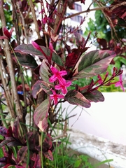 Pseuderanthemum carruthersii