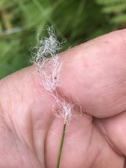 Trichophorum alpinum