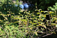 Cephalanthus tetrandra