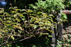 Cephalanthus tetrandra