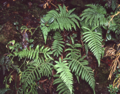 Sphaerostephanos lobangensis