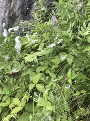 Trichophorum alpinum