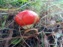 Amanita muscaria
