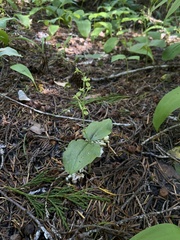 Neottia banksiana