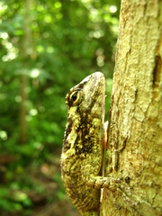 Sceloporus melanorhinus