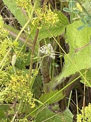 Elophila nymphaeata