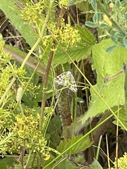 Elophila nymphaeata