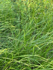Carex macrochaeta
