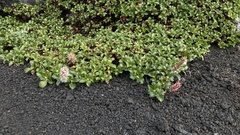 Salix tschuktschorum