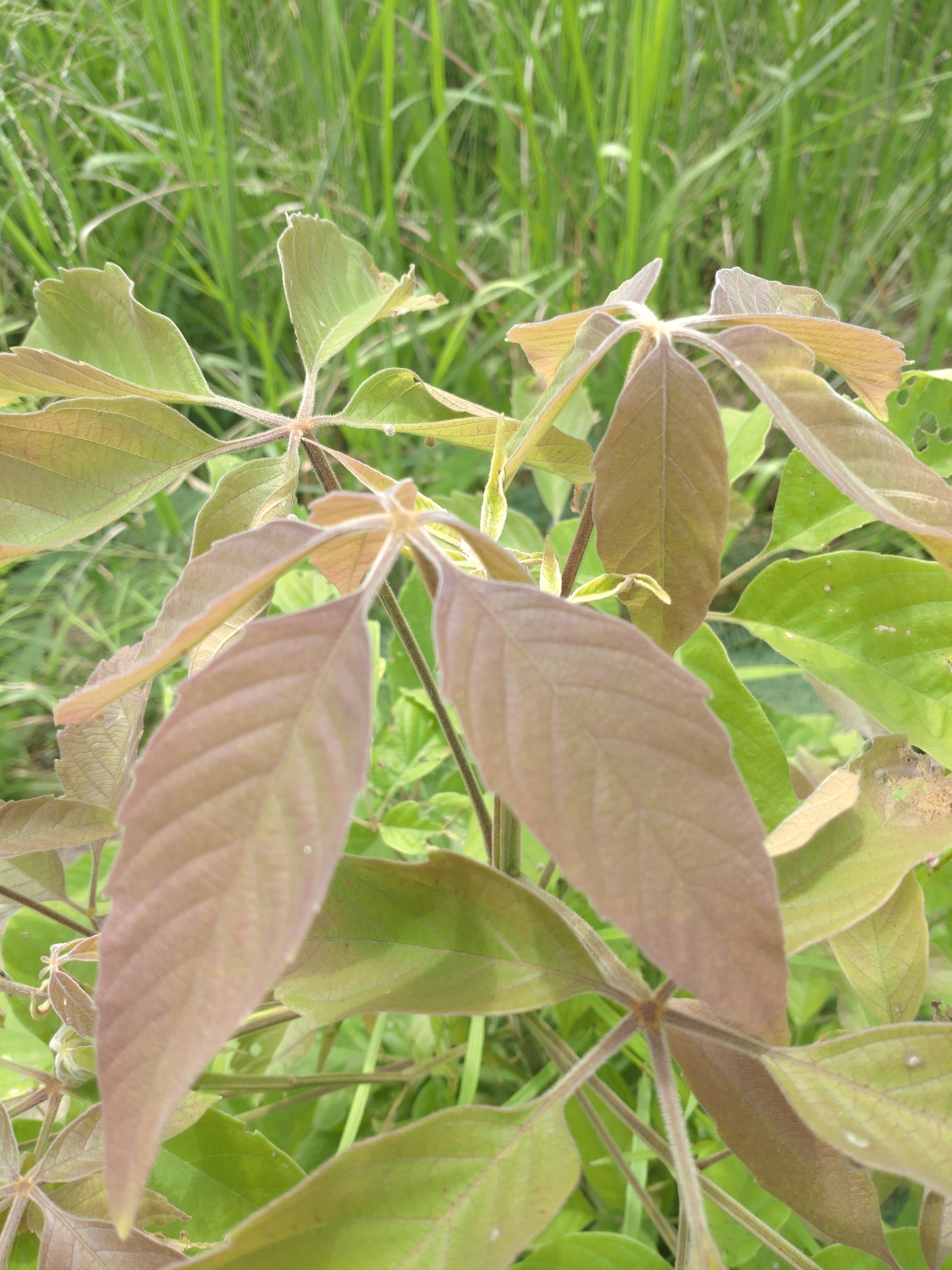 Vitex canescens