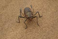 Acanthoproctus diadematus