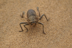 Acanthoproctus diadematus