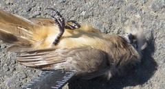 Colius striatus integralis