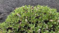 Salix tschuktschorum