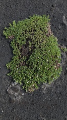 Salix tschuktschorum