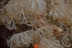 Menipea crispa