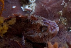 Coccotropsis gymnoderma