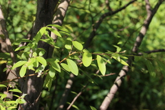 Salix mesnyi
