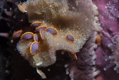 Ochlesis lenticulosus