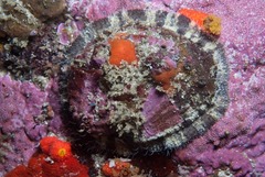 Haliotis spadicea