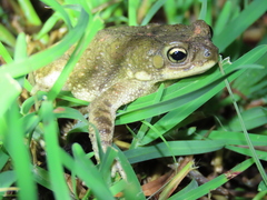Duttaphrynus stomaticus