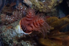 Protula bispiralis
