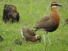 Cursorius coromandelicus