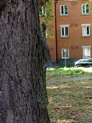 Sciurus carolinensis