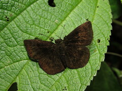 Bolla brennus