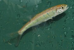 Opsaridium peringueyi