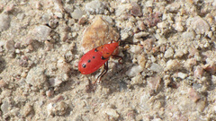 Probergrothius angolensis