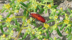 Probergrothius angolensis