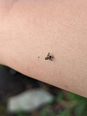 Rhagoletis indifferens