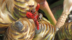 Probergrothius angolensis