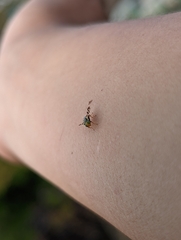 Rhagoletis indifferens