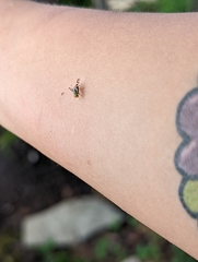 Rhagoletis indifferens