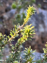 Phyllota squarrosa