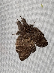 Peridea bordeloni