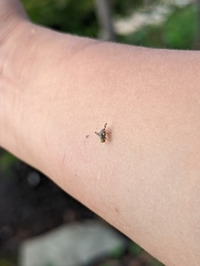 Rhagoletis indifferens