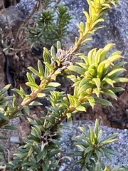 Phyllota squarrosa